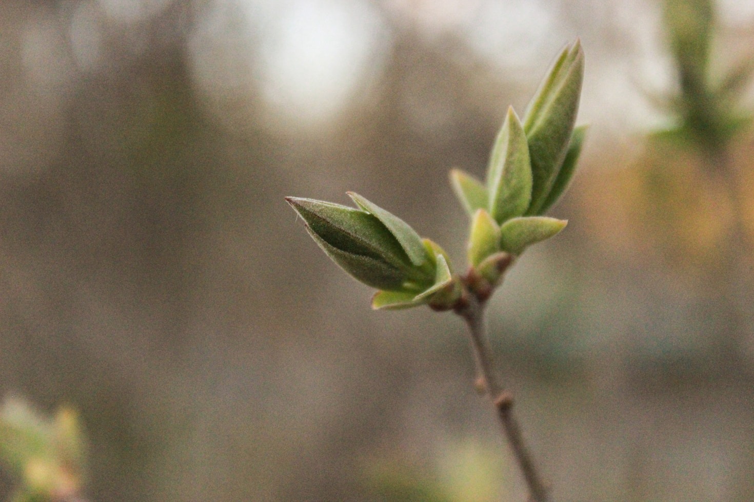 Unlocking Leadership Potential with a Regenerative Mindset