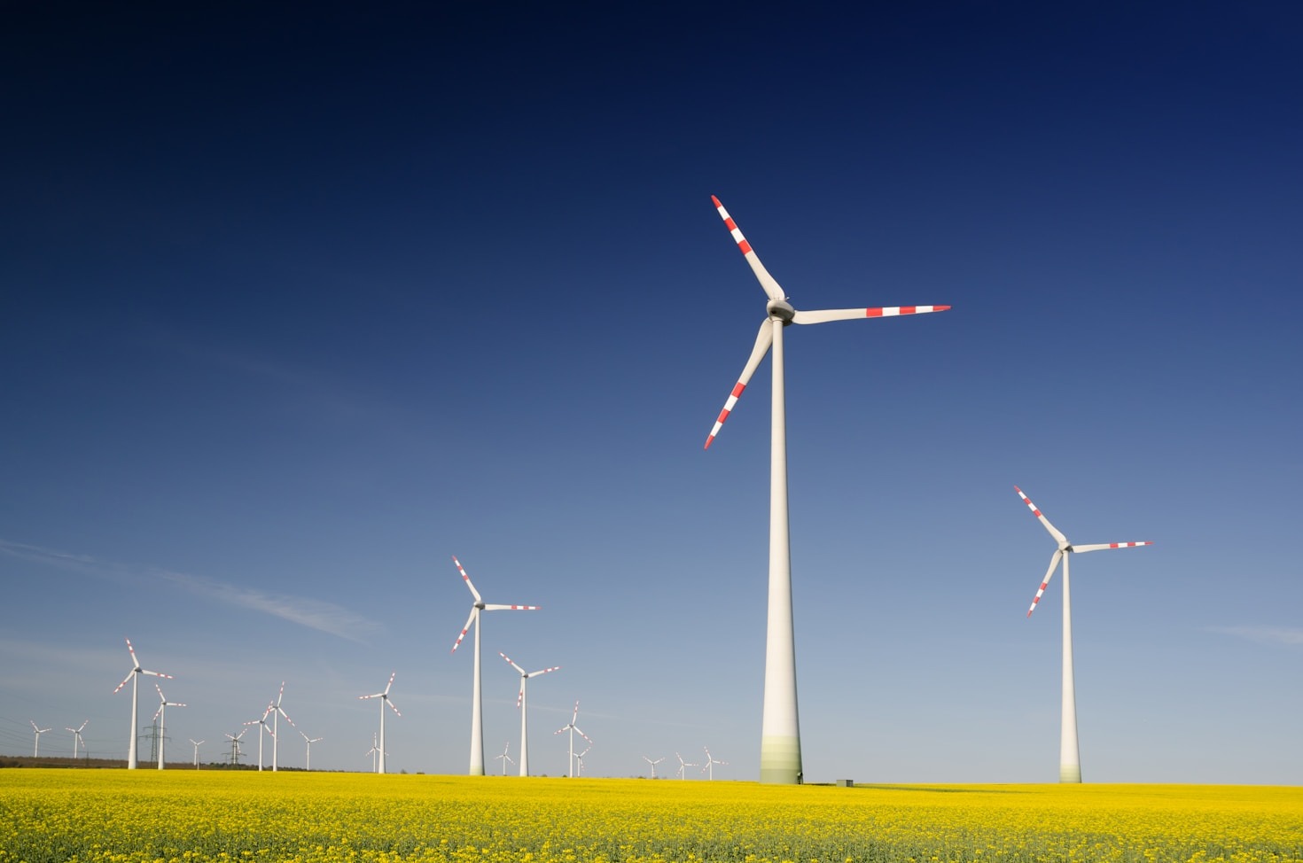 Empowering Organizations through Nature-Inspired Strategies